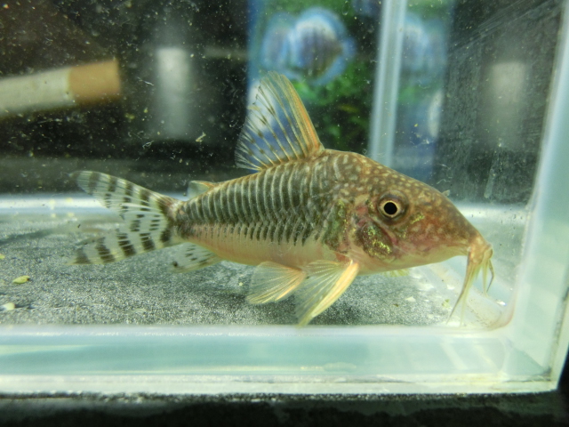 2014年熱帯魚入荷情報!Vol.25 9/2・関東プチ遠征便 _b0141806_12117.jpg