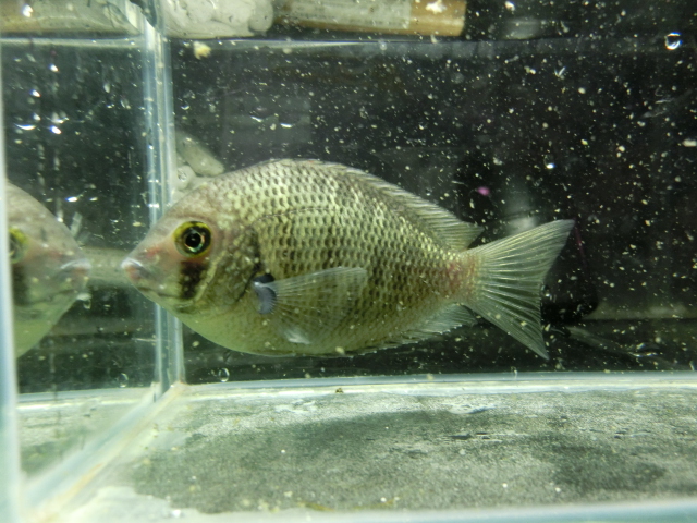 2014年熱帯魚入荷情報!Vol.25 9/2・関東プチ遠征便 _b0141806_1355029.jpg