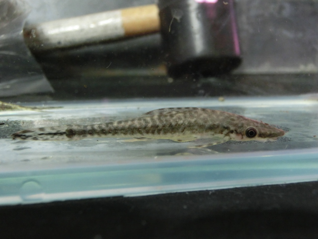 2014年熱帯魚入荷情報!Vol.25 9/2・関東プチ遠征便 _b0141806_143846.jpg