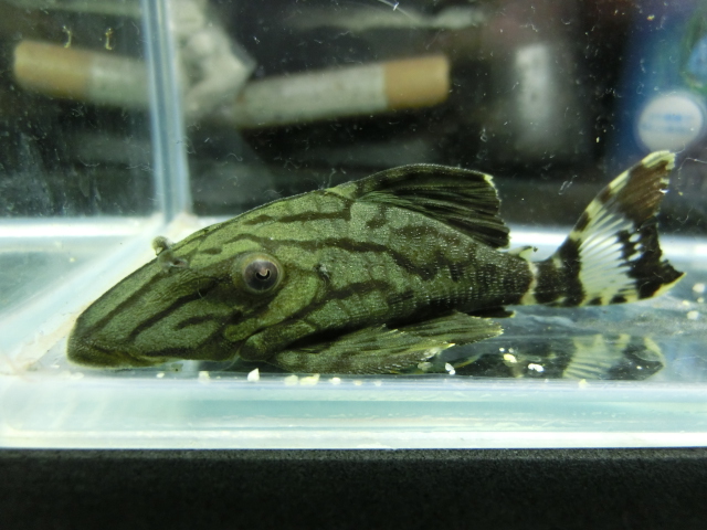 2014年熱帯魚入荷情報!Vol.25 9/2・関東プチ遠征便 _b0141806_15296.jpg