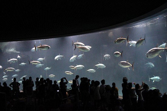 葛西臨海水族園で楽しんできました。_e0255509_2049293.jpg