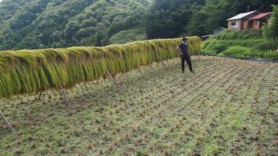 あぐりくらぶ(稲刈り)。_b0131012_2145019.jpg