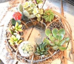 サボテン・多肉植物ワークショップのご報告_d0263815_1552513.jpg