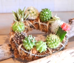 サボテン・多肉植物ワークショップのご報告_d0263815_15531343.jpg