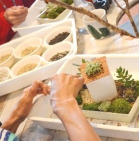 サボテン・多肉植物ワークショップのご報告_d0263815_16542346.jpg