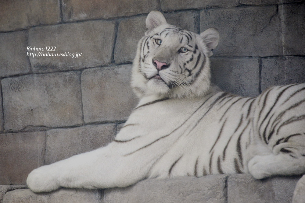 2014.6.29 東武動物公園☆ホワイトタイガーのカーラ、アース 2014.6.29 東武動物公園☆ホワイトタイガーのカーラ、アース