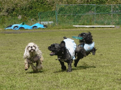 f0326925_12553385.gif