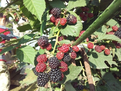 b0238426_954371.jpg