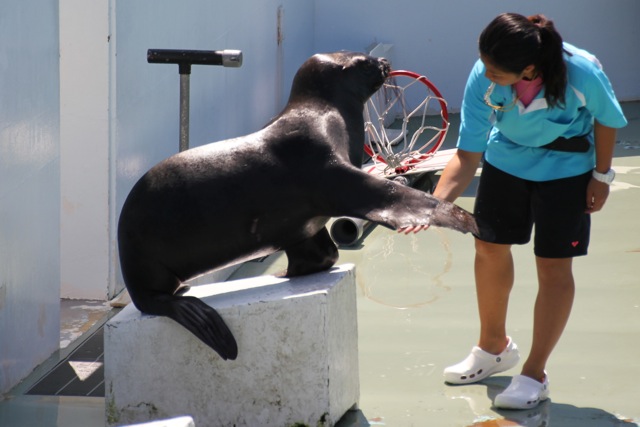 【しながわ水族館】アシカショー_f0348831_12504293.jpg