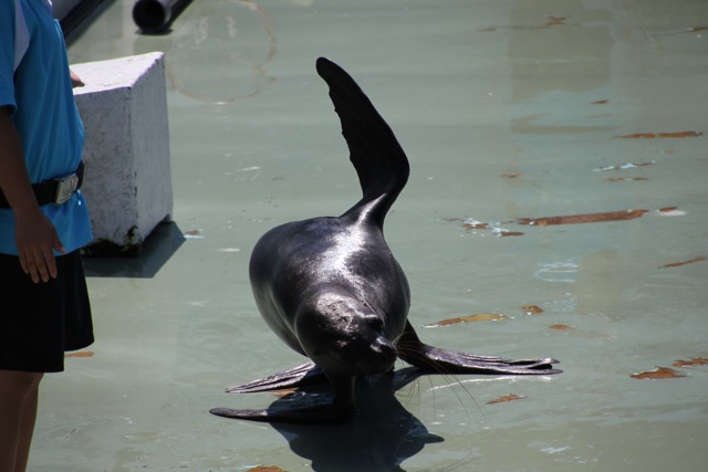 【しながわ水族館】アシカショー_f0348831_12504362.jpg