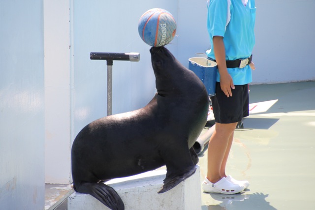 【しながわ水族館】アシカショー_f0348831_12504720.jpg