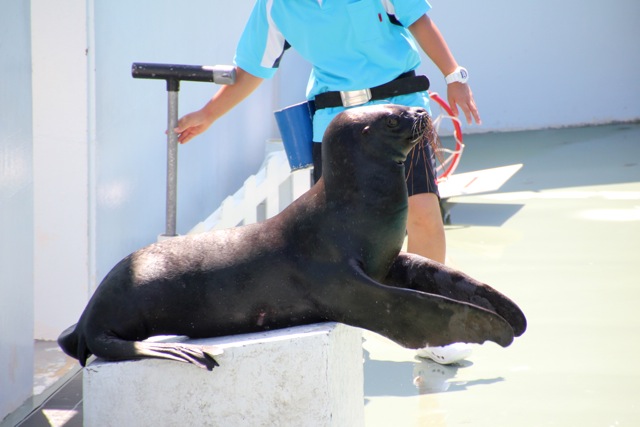 【しながわ水族館】アシカショー_f0348831_12505342.jpg