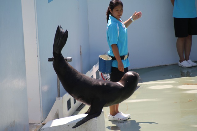 【しながわ水族館】アシカショー_f0348831_12505821.jpg