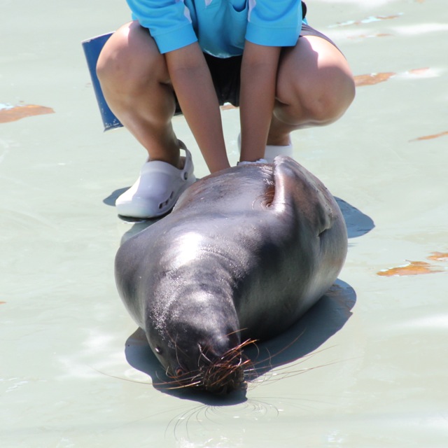 【しながわ水族館】アシカショー_f0348831_12551130.jpg