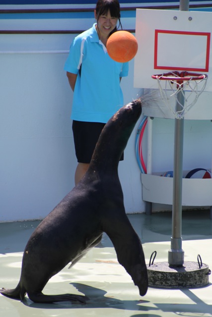 【しながわ水族館】アシカショー_f0348831_12583481.jpg