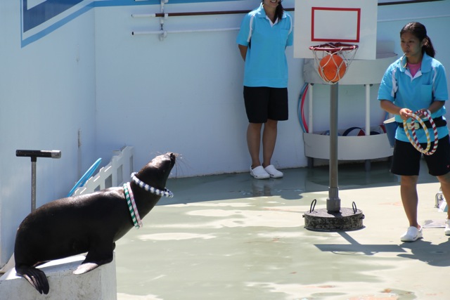 【しながわ水族館】アシカショー_f0348831_12583796.jpg