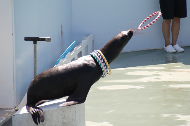 【しながわ水族館】アシカショー_f0348831_12583826.jpg