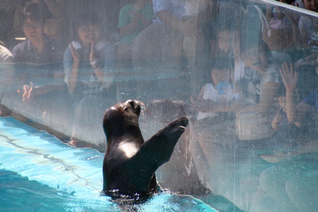 【しながわ水族館】アシカショー_f0348831_12584166.jpg