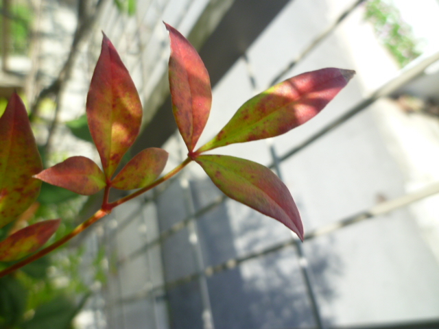 小さい秋見つけた..._f0340942_01522621.jpg