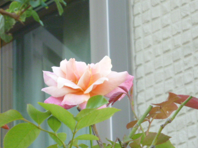 小さい秋見つけた..._f0340942_01553225.jpg