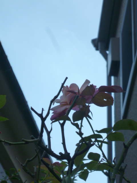 小さい秋見つけた..._f0340942_01555731.jpg