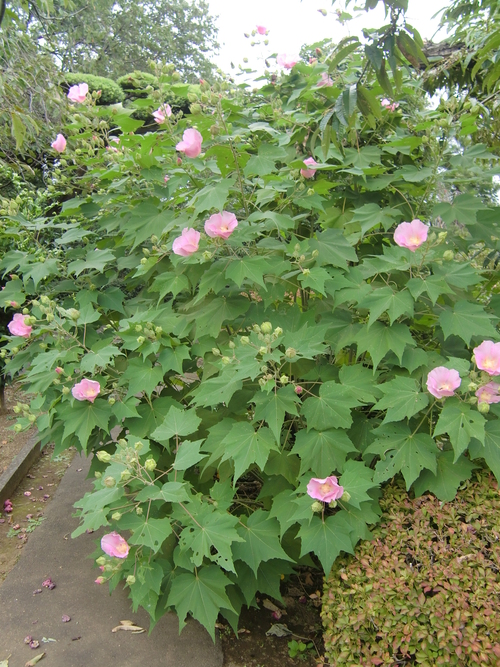 誕生日の花 9月14日 日 花言葉と活花 活花生活 ２