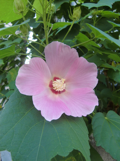 誕生日の花 9月14日 日 花言葉と活花 活花生活 ２