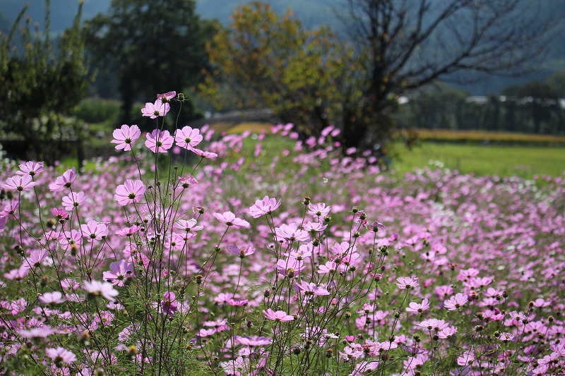 9月14日　秋桜　大沼にて　１_b0250154_0225978.jpg