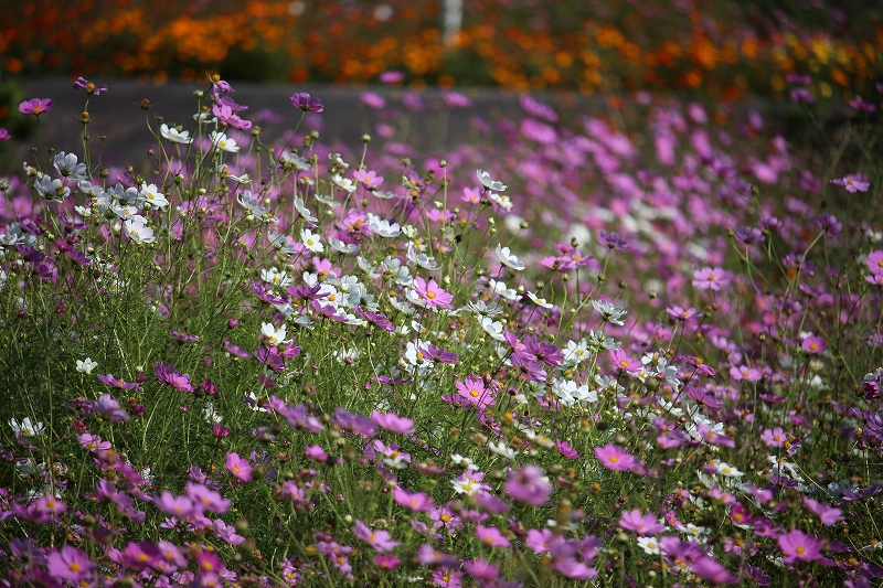 9月14日　秋桜　大沼にて　１_b0250154_0241845.jpg