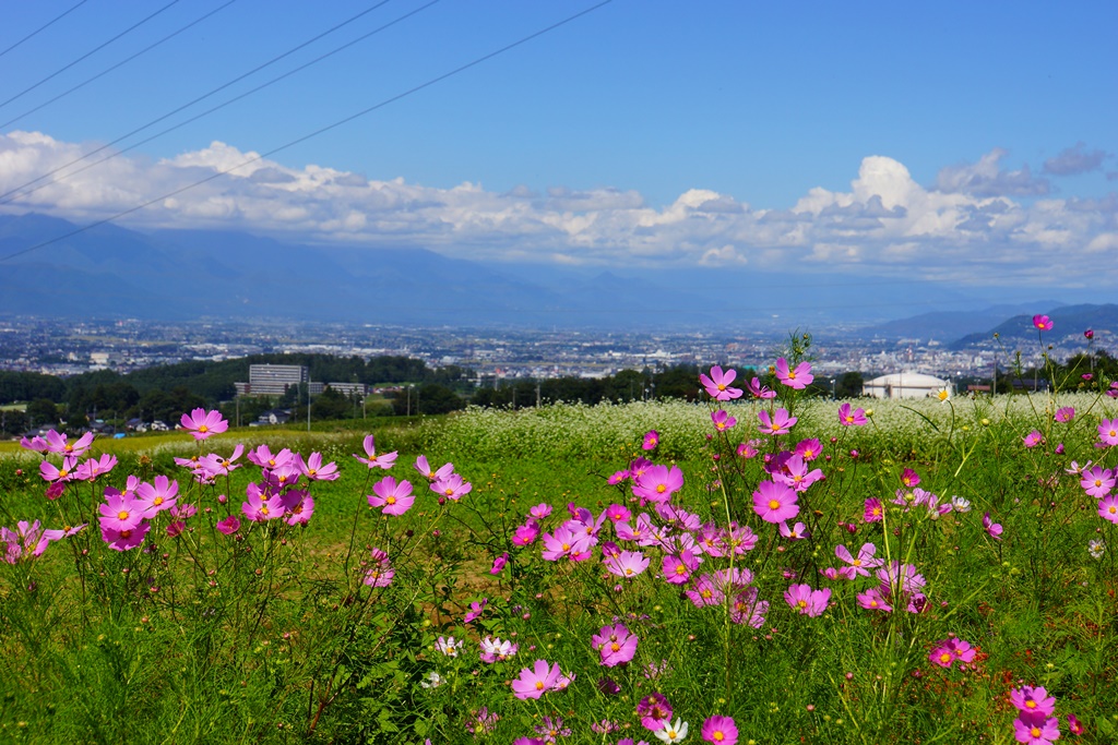 autumnal（長野県塩尻市　しののめの道より初秋風景）_e0223456_17123692.jpg