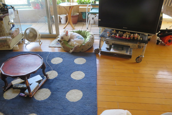 ちびベッド。_b0107163_0181537.jpg