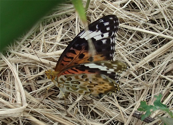 ヒガンバナ咲く河川敷_e0167571_23144342.jpg