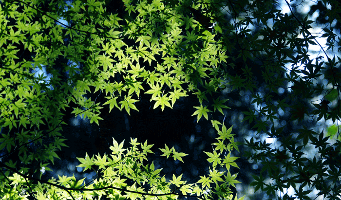 e0064375_11264335.gif