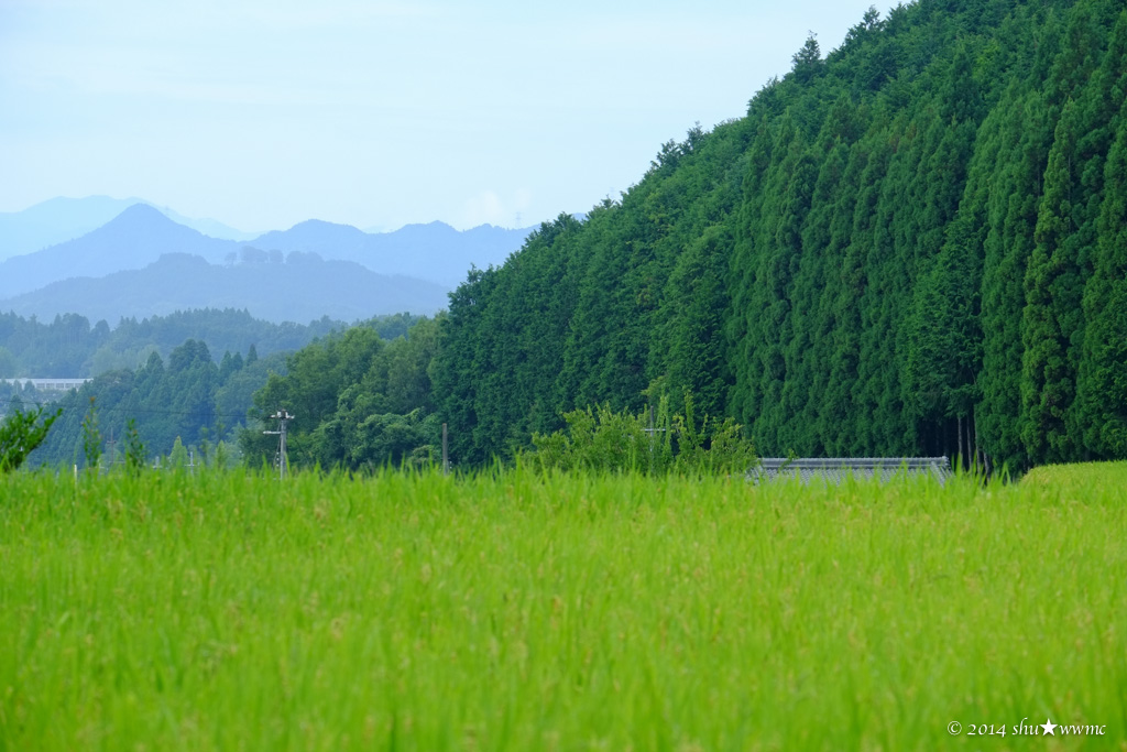 収穫のまえに：榛原の棚田_a0142976_20382545.jpg