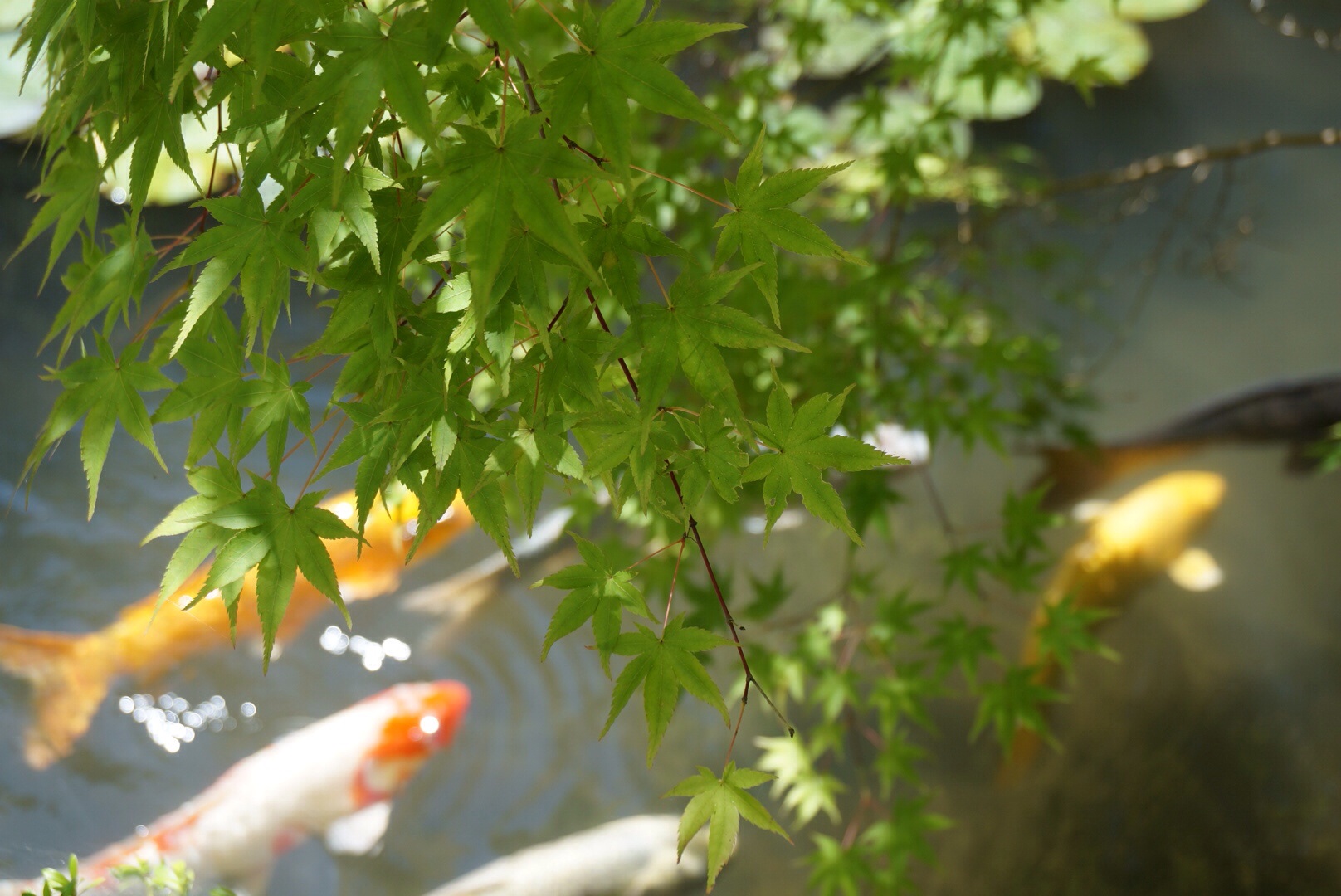 f0036603_217141.jpg