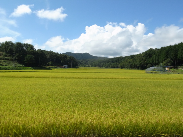 ひるぜん大将ジンギスカン 岡山県真庭市蒜山上福田 バディあきら 酒場放浪 食べ歩き 山歩き 音楽 ギター 映画にワンコ 時々野良猫