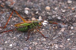 f0000211_2024171.jpg