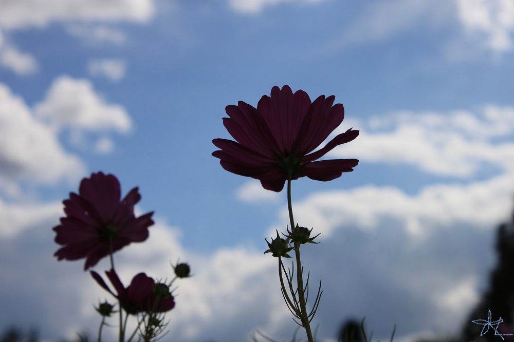 秋桜...cosmos Ⅱ_b0141519_14284780.jpg