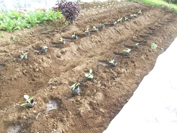 白菜を定植しました。_b0137932_16565217.jpg