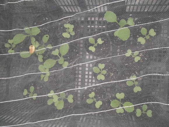 白菜を定植しました。_b0137932_16581623.jpg