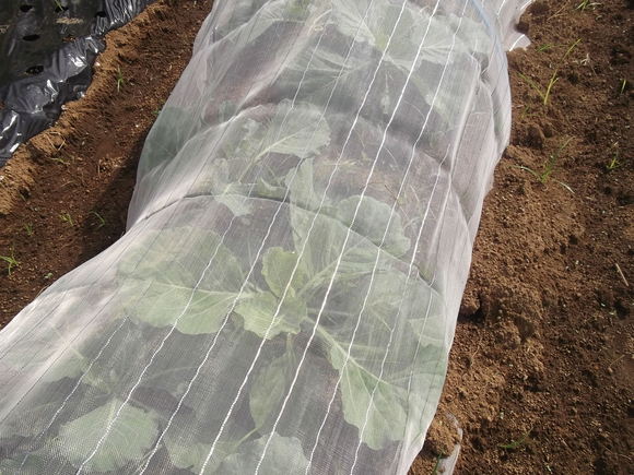 白菜を定植しました。_b0137932_1713134.jpg