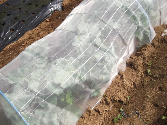 白菜を定植しました。_b0137932_171790.jpg