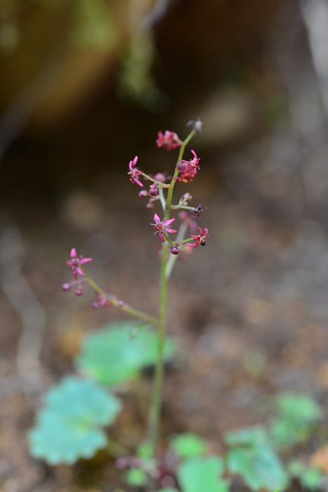 八ヶ岳の花たち_b0236334_20572387.jpg