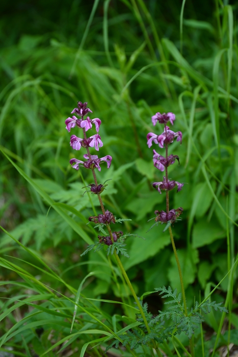 八ヶ岳の花たち_b0236334_20583170.jpg