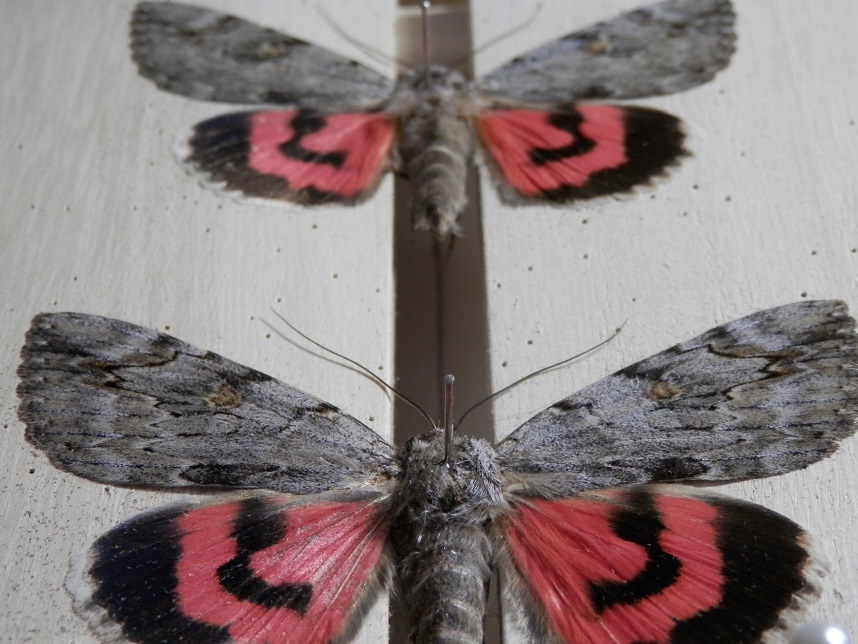 食べられる毛虫 ｂｕｔｔｅｒｆｌｙ ｂｒｉｎｇｓ ｂｅｔｔｅｒ ｌｉｆｅ