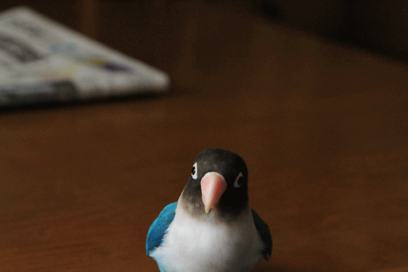 c0145250_1553318.gif