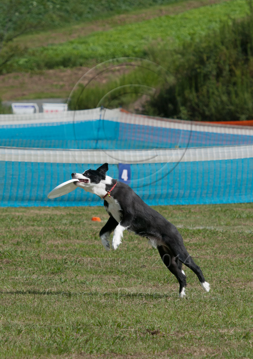 K9ディスクジャパン West Div. GAME9th 神戸農業公園2014_a0111162_19494391.jpg