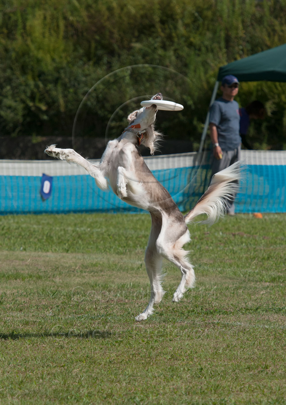 K9ディスクジャパン West Div. GAME9th 神戸農業公園2014_a0111162_19501396.jpg