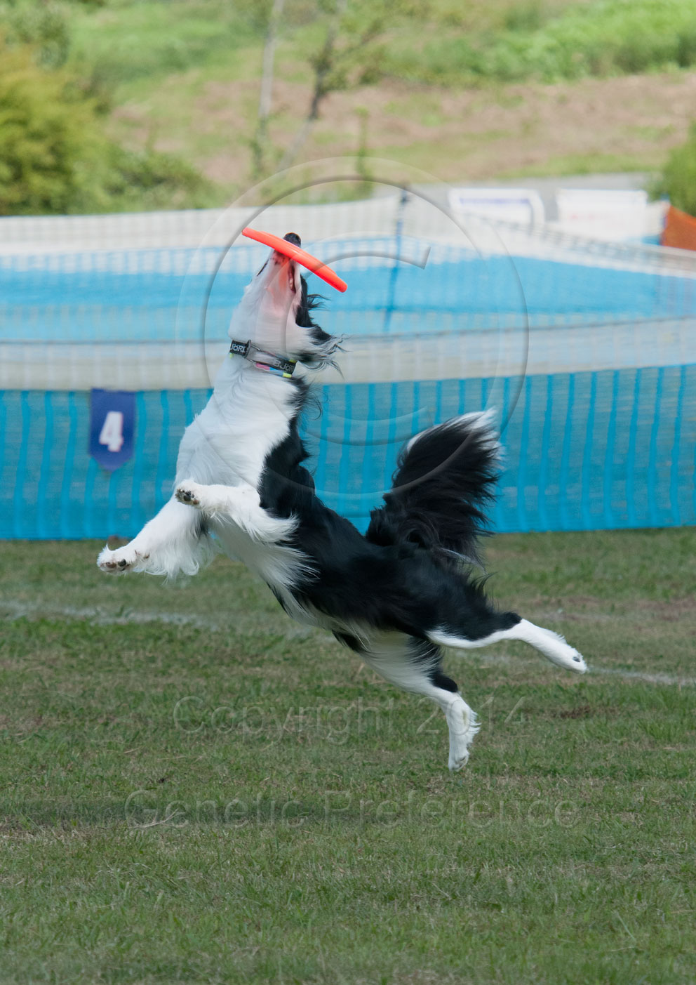 K9ディスクジャパン West Div. GAME9th 神戸農業公園2014 Vol.3_a0111162_19571851.jpg