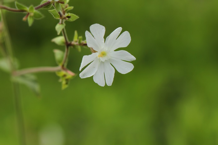 道端の花_a0183666_1945677.jpg